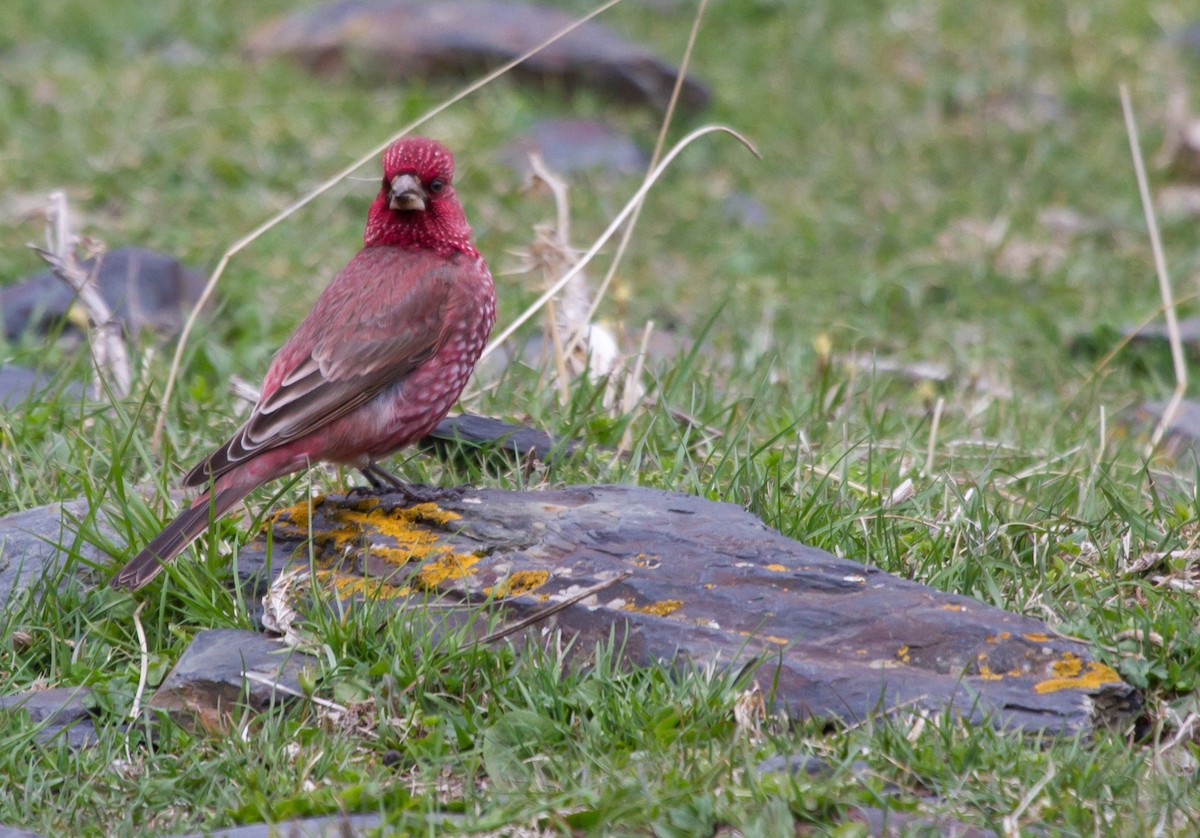 Great Rosefinch - ML646649838