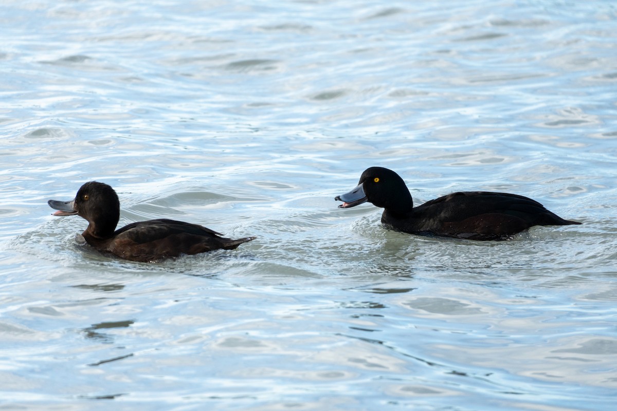 New Zealand Scaup - ML646649839