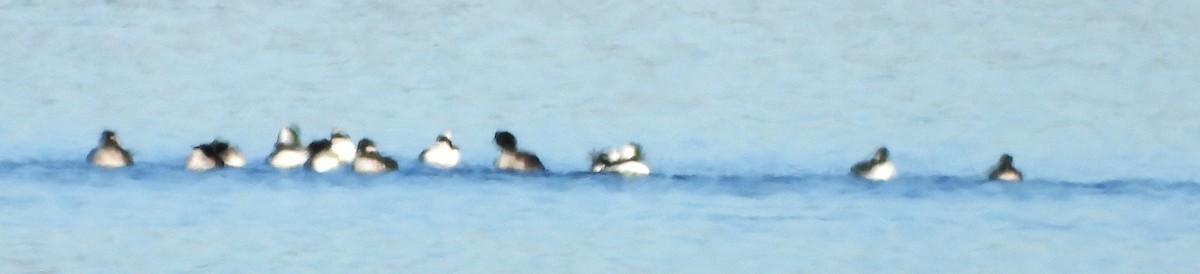 Bufflehead - ML646649842