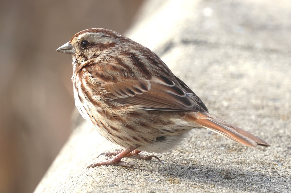 Song Sparrow - ML646649843