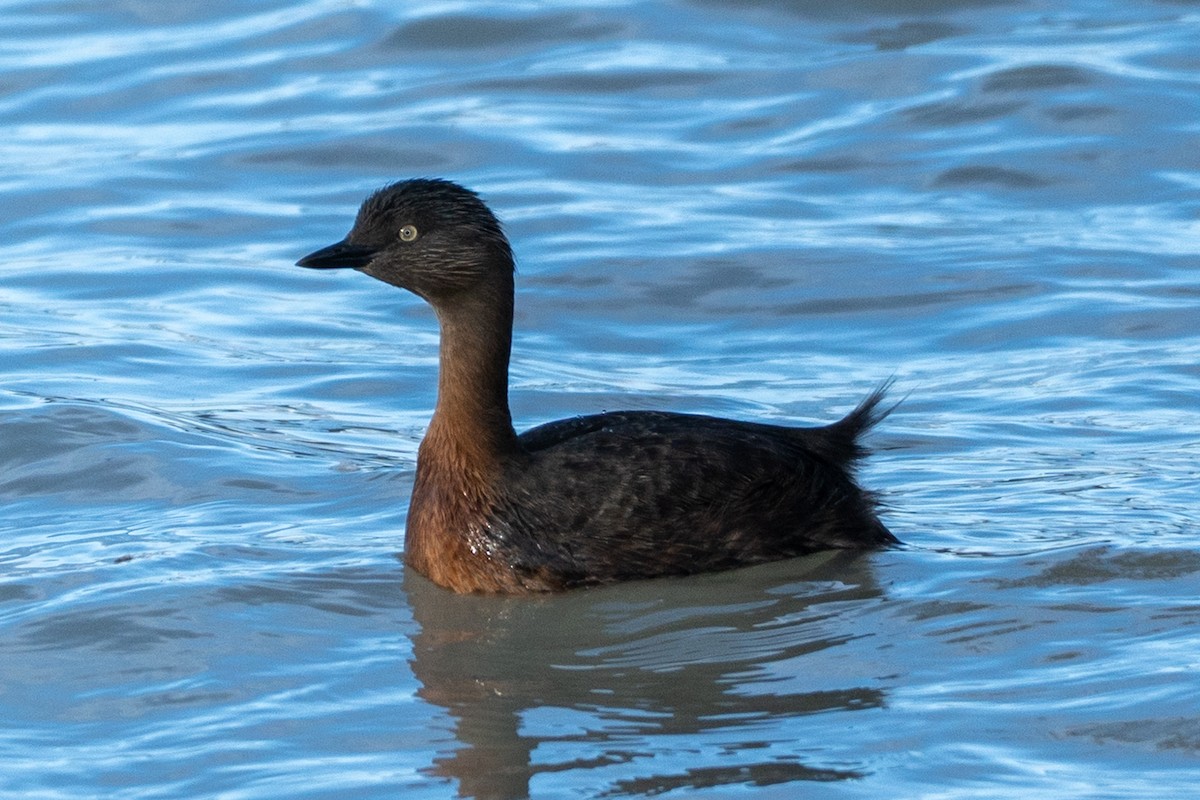 New Zealand Grebe - ML646649846