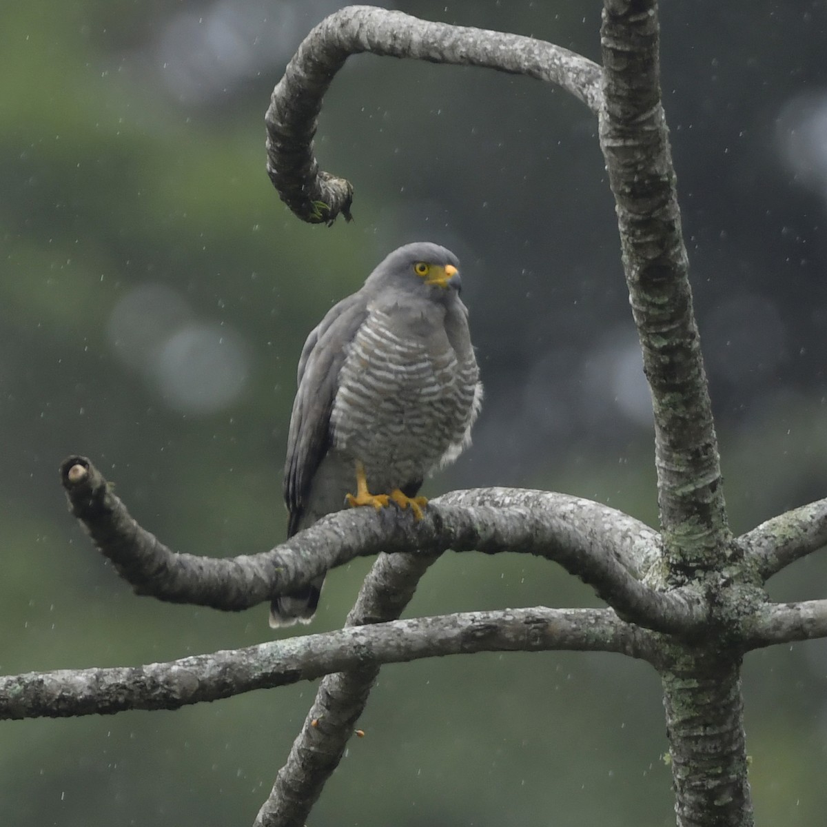Roadside Hawk - ML646649850