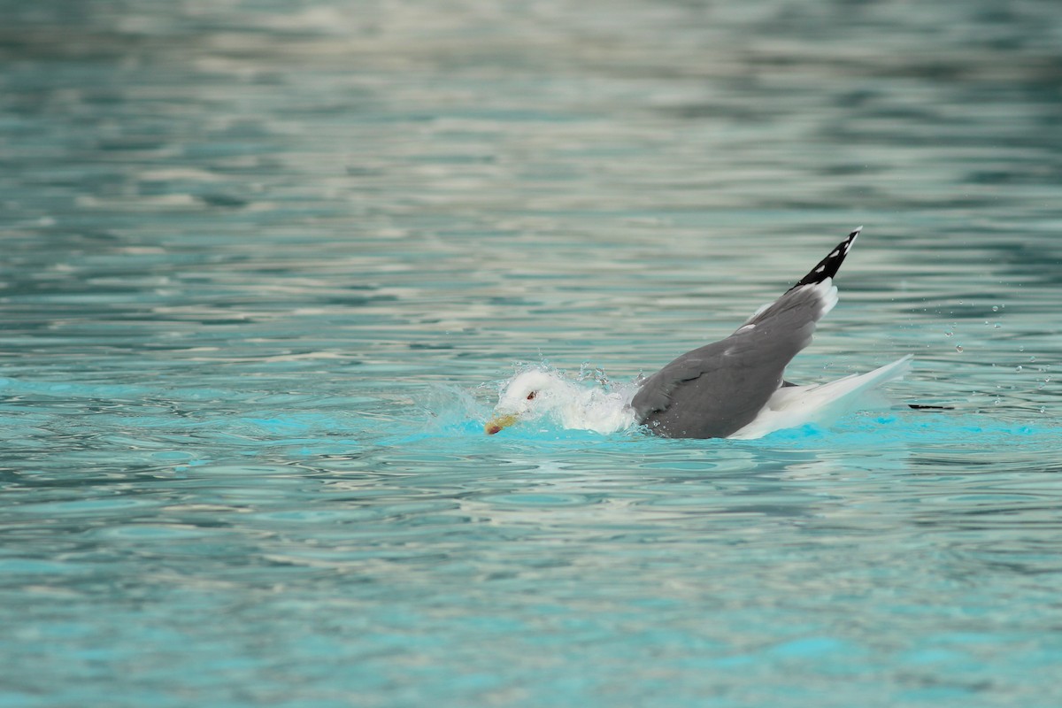 Yellow-legged Gull - ML646649854