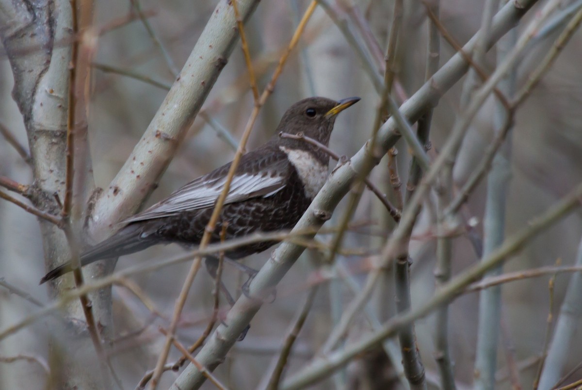 Merlo dal collare (ssp. amicorum) - ML646649856