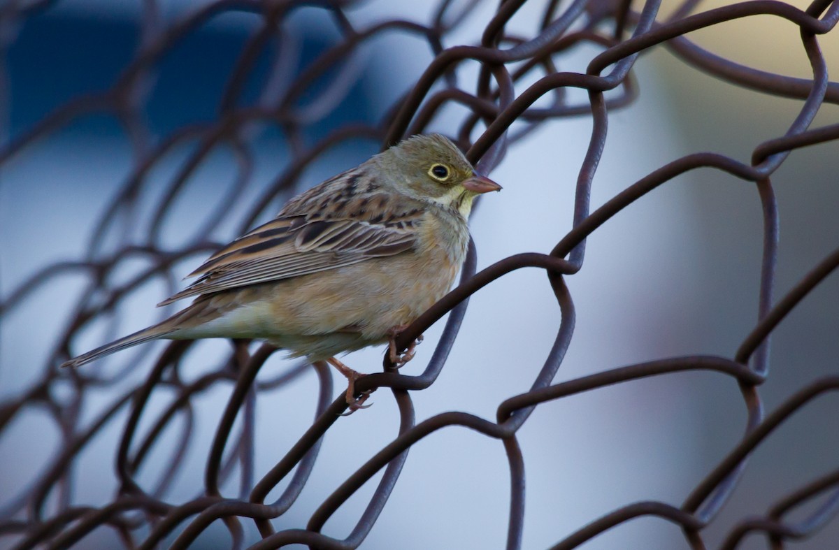 Ortolano - ML646649862