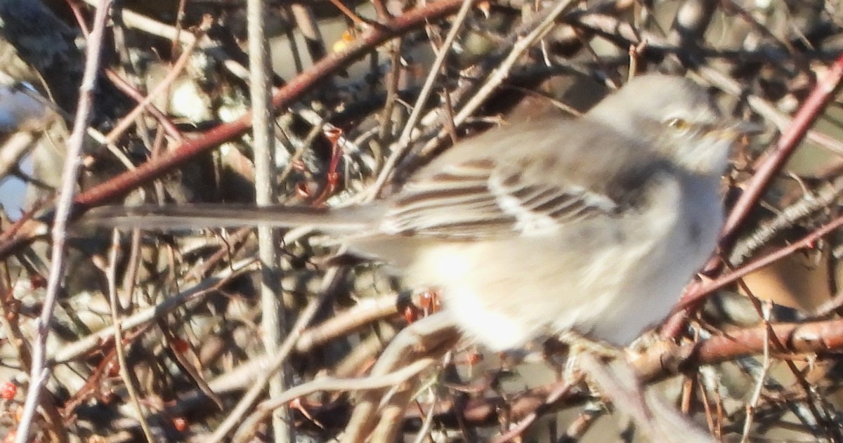 Northern Mockingbird - ML646649863