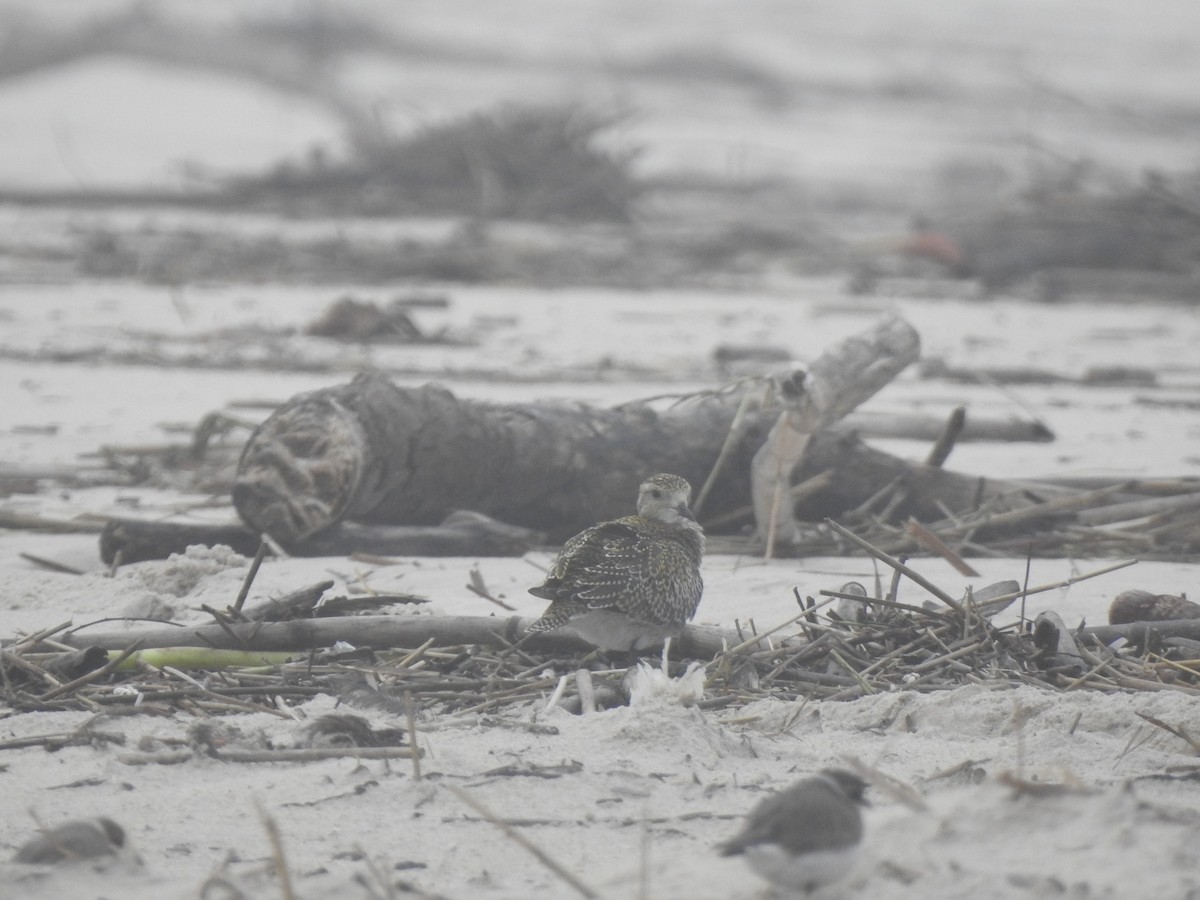 Сивка звичайна - ML646649866