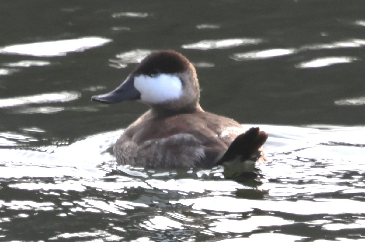 Amerika Dikkuyruğu - ML646649868