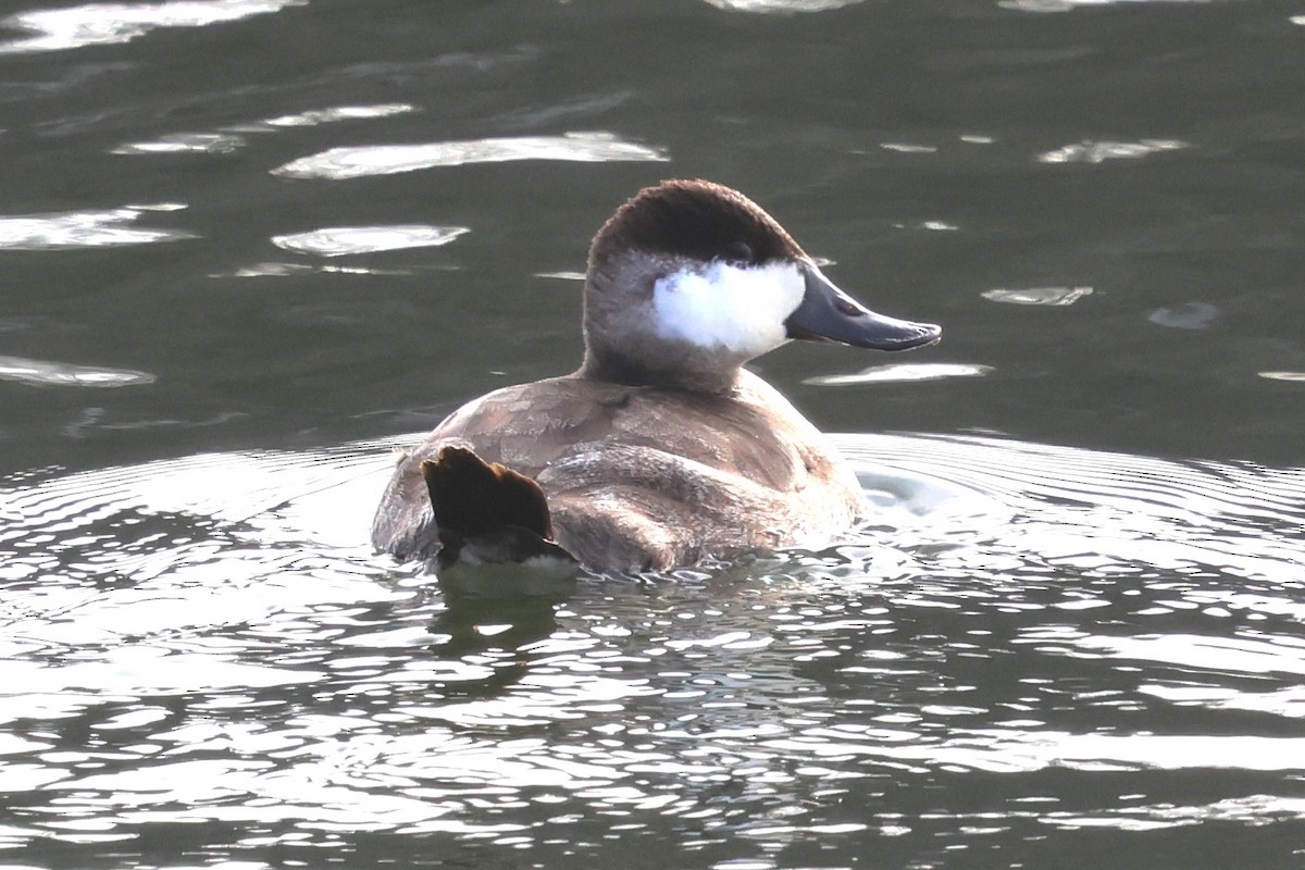 Amerika Dikkuyruğu - ML646649869