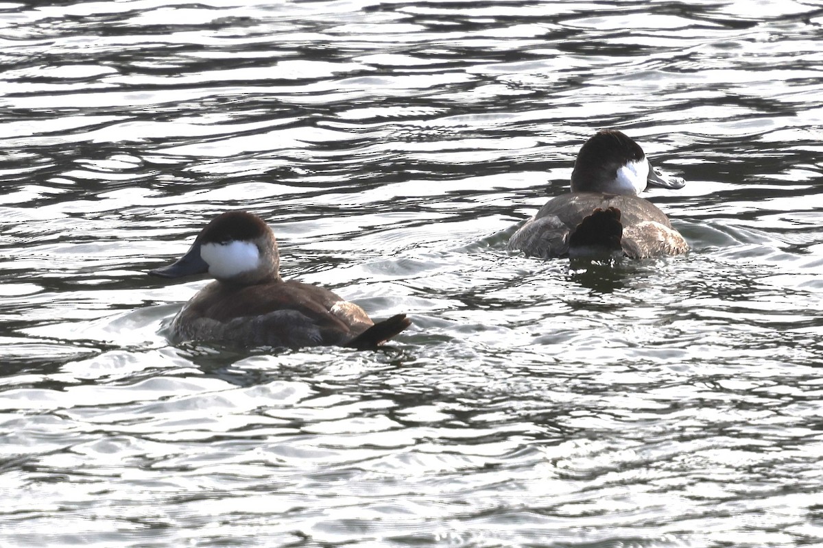 Amerika Dikkuyruğu - ML646649870