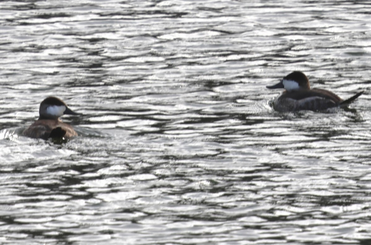 Amerika Dikkuyruğu - ML646649871