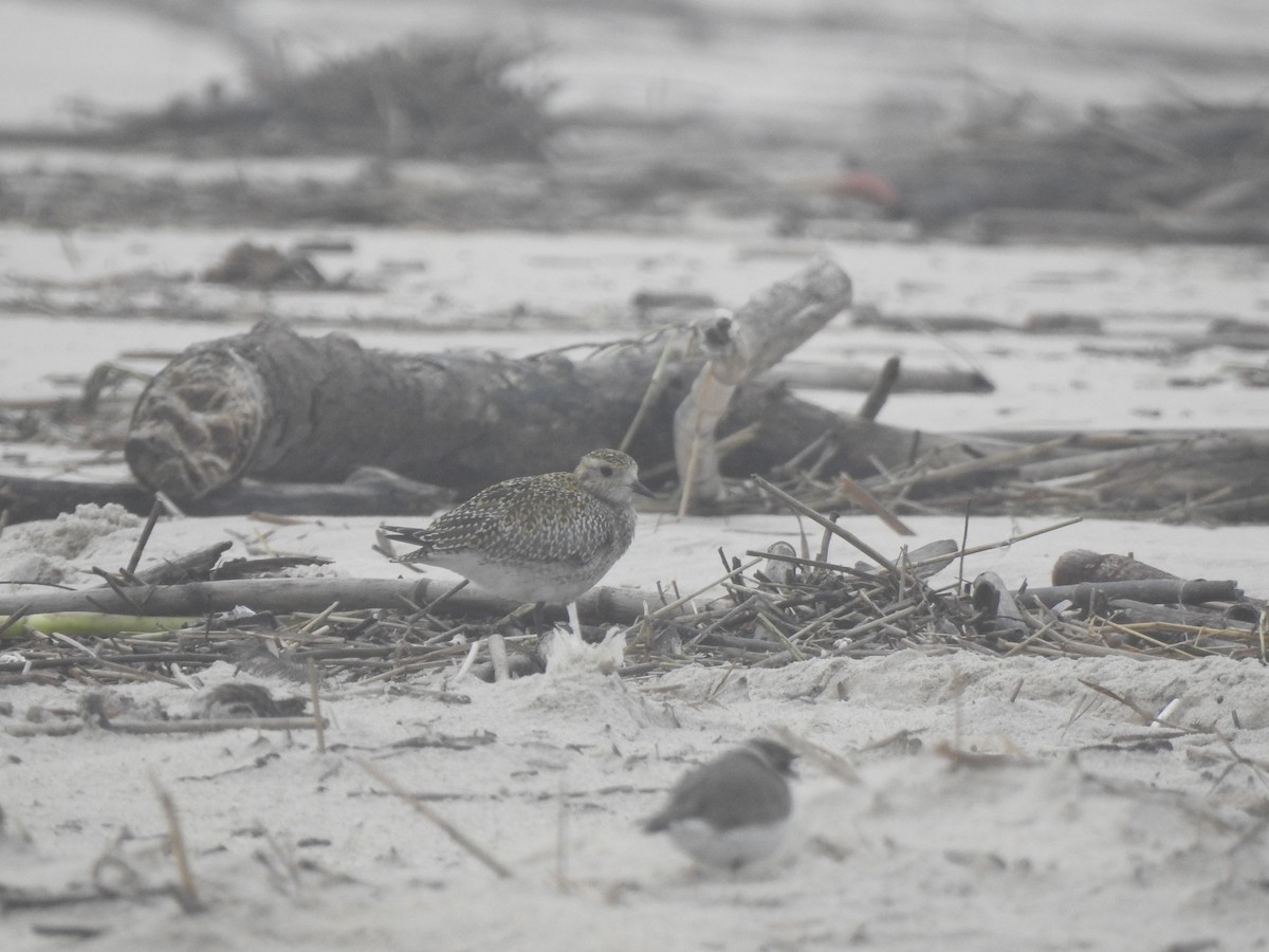 Сивка звичайна - ML646649872