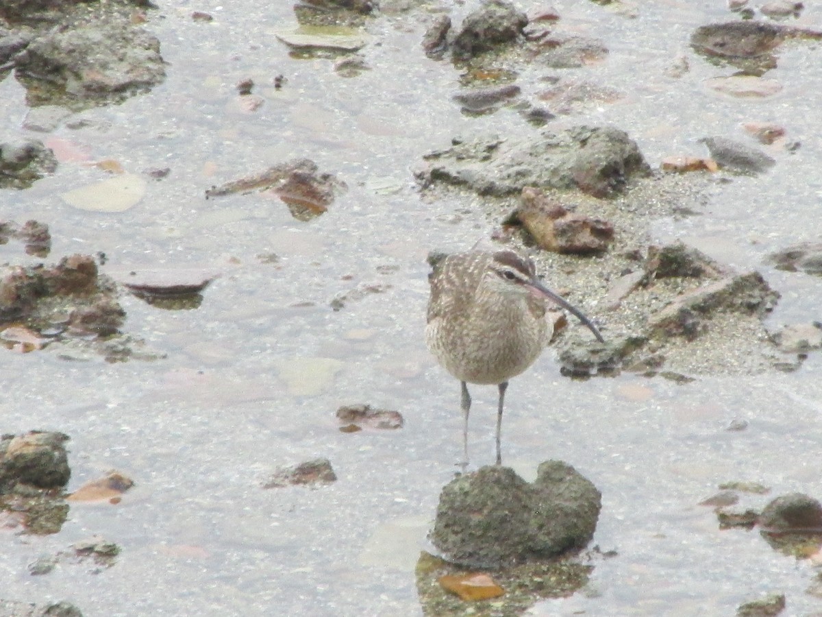 Chiurlo piccolo americano - ML646649873