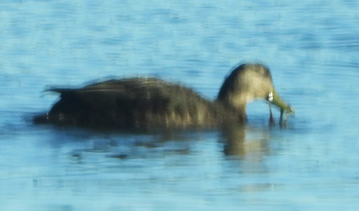 American Black Duck - ML646649875