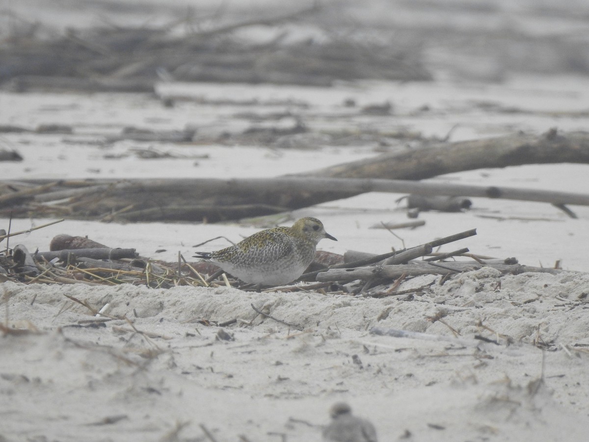 Сивка звичайна - ML646649878