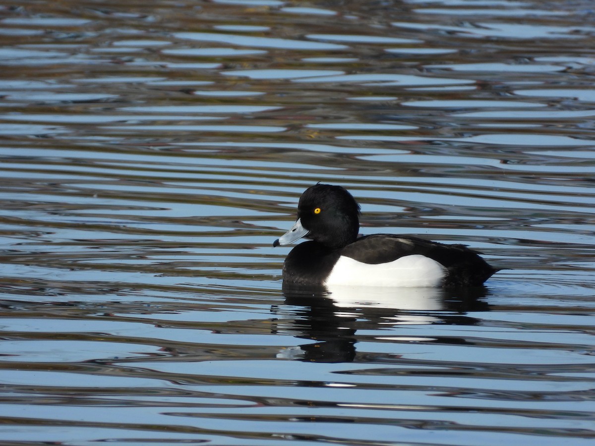 polák chocholačka - ML646649879