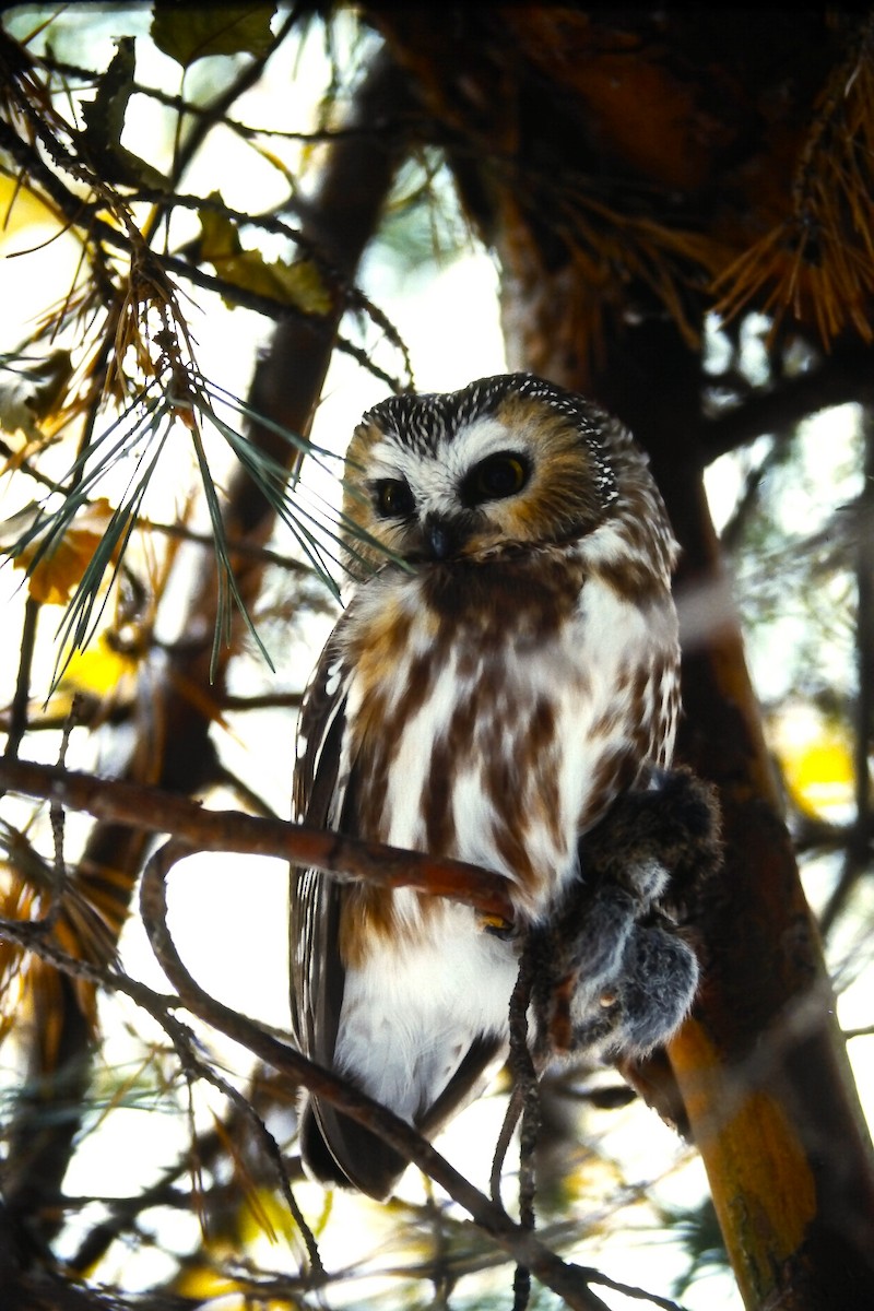 Североамериканский сыч - ML646649880