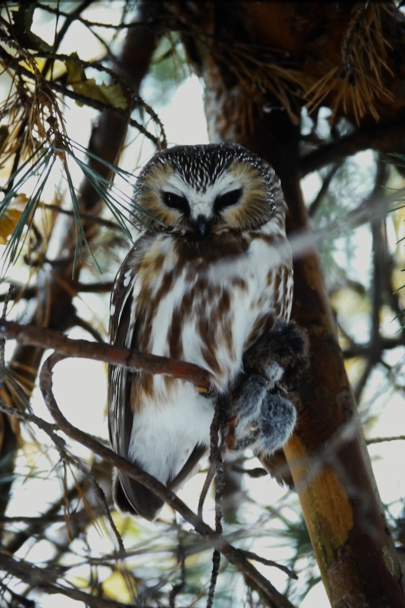 Североамериканский сыч - ML646649881