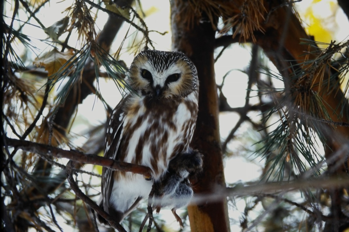 sýc americký - ML646649882