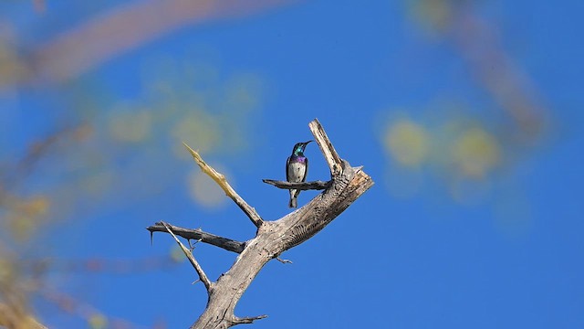 Souimanga à ventre blanc - ML646649883