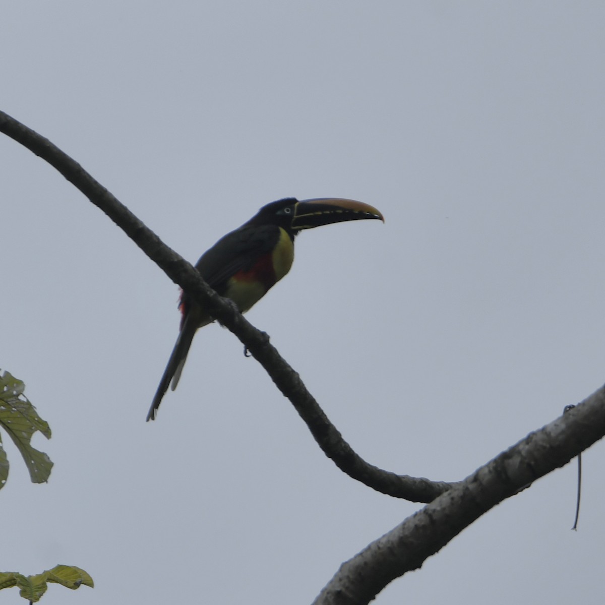 Araçari à oreillons roux - ML646649885