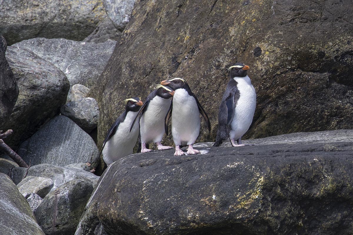 Толстоклювый пингвин - ML646649886