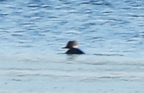 Hooded Merganser - ML646649893