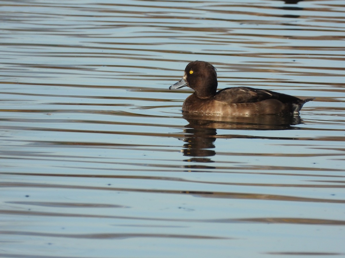 polák chocholačka - ML646649894