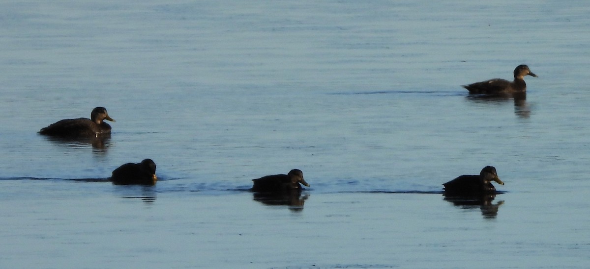 American Black Duck - ML646649899