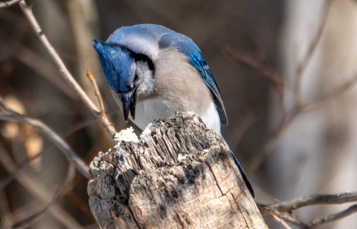 Blue Jay - ML646649922