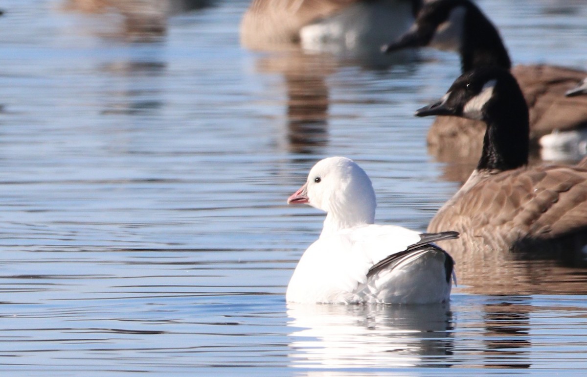 Гусь Росса - ML646649923