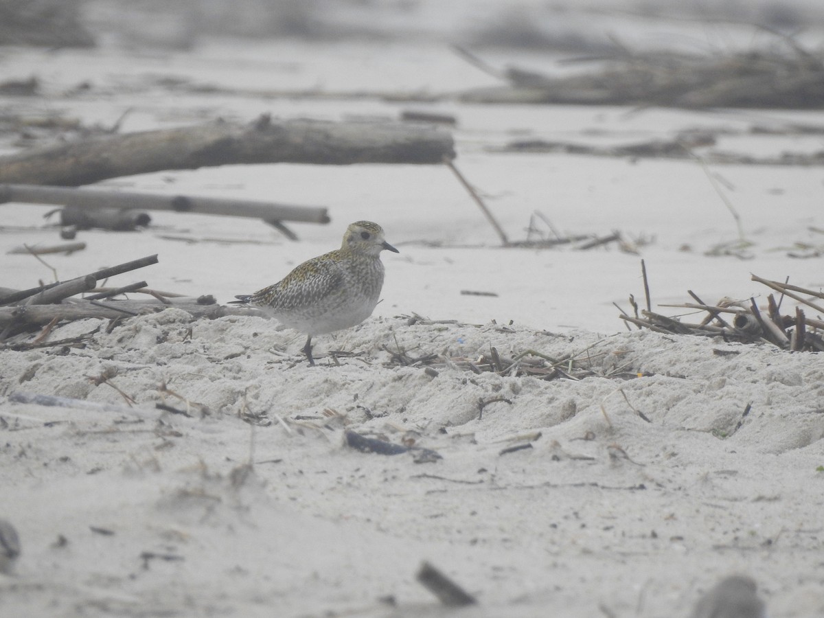 Chorlito Dorado Europeo - ML646649926