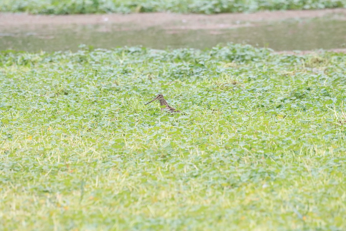 Magellanic Snipe - ML646649929