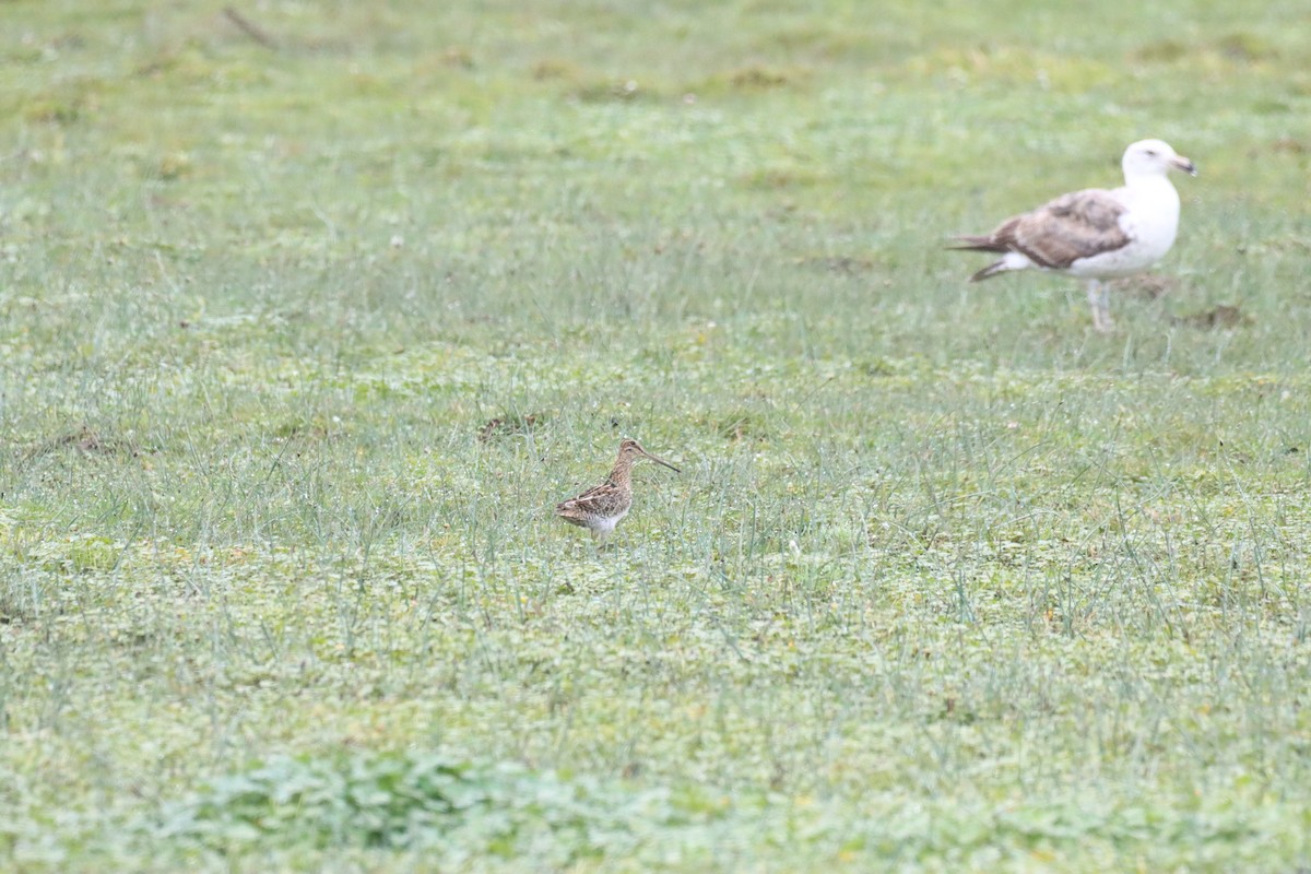 Magellanic Snipe - ML646649930
