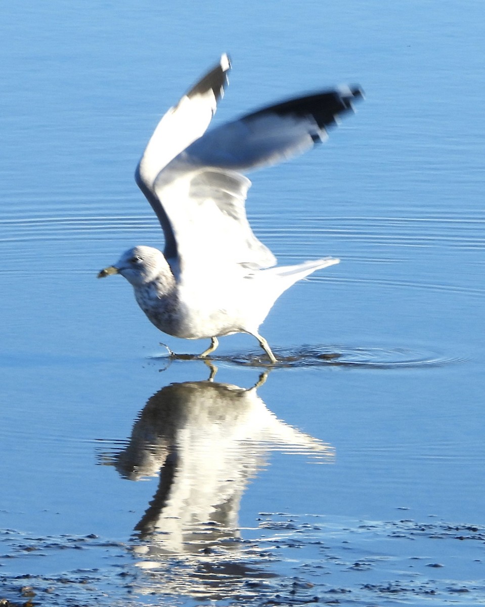 Ring-billed Gull - ML646649931