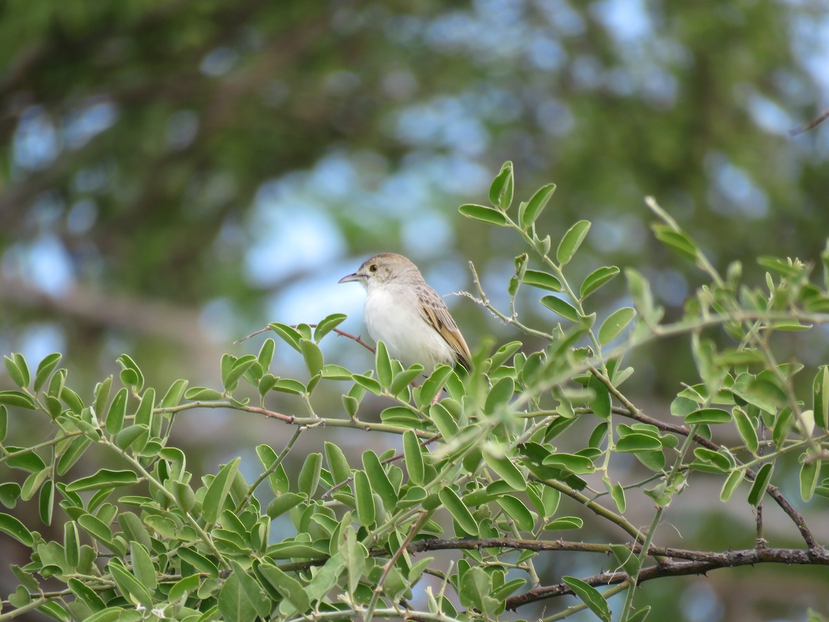 Rattling Cisticola - ML646649932