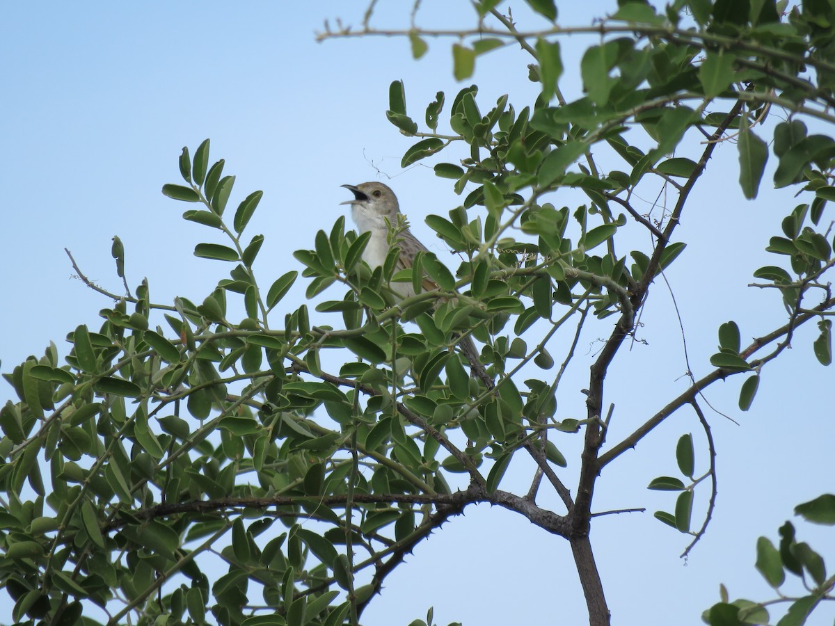 Rattling Cisticola - ML646649933