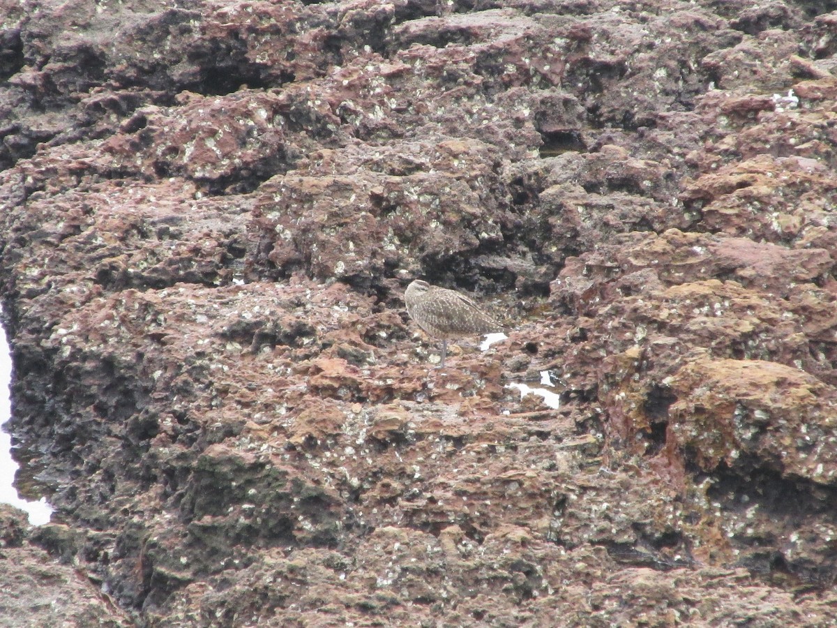 Marbled Godwit - ML646649934