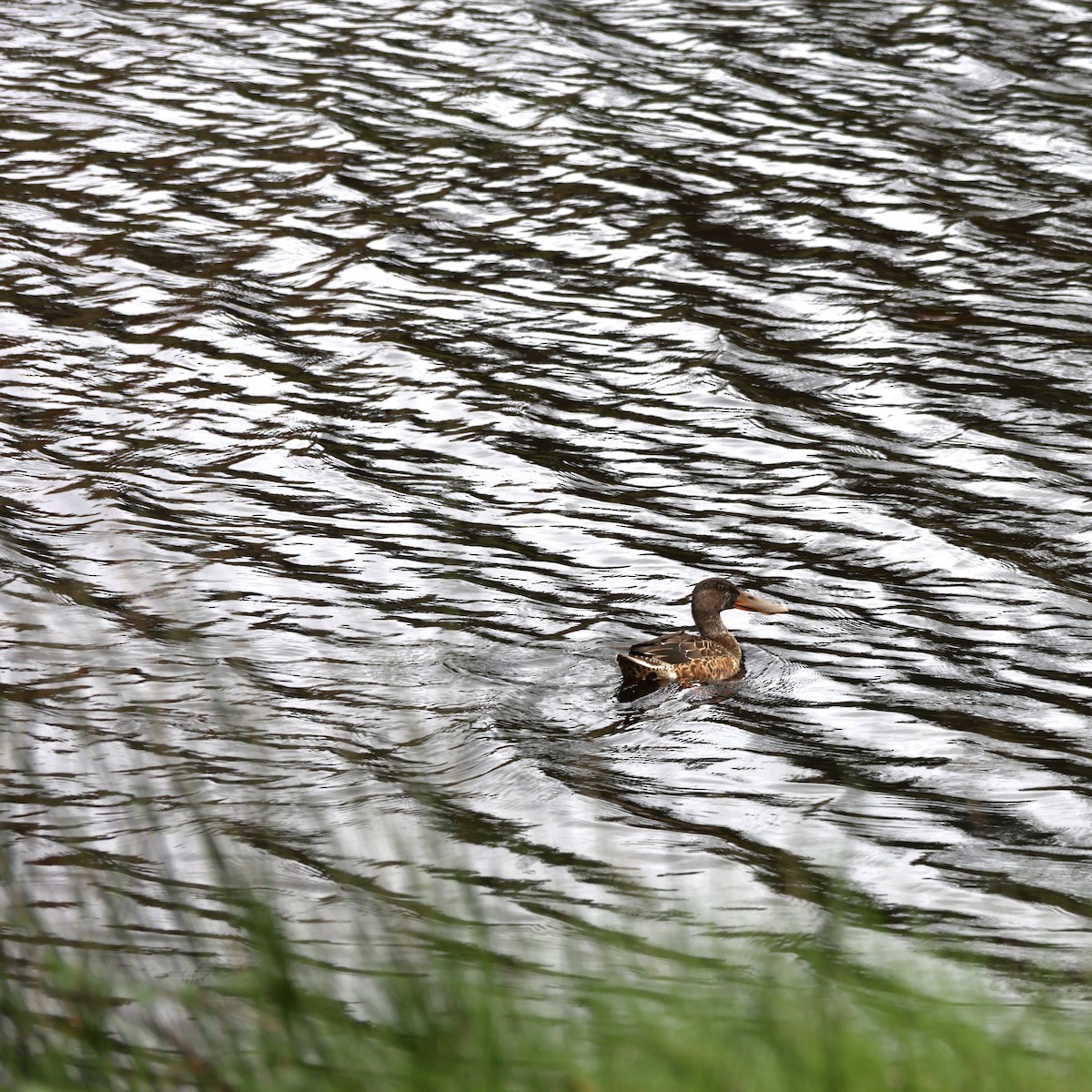Northern Shoveler - ML646649936