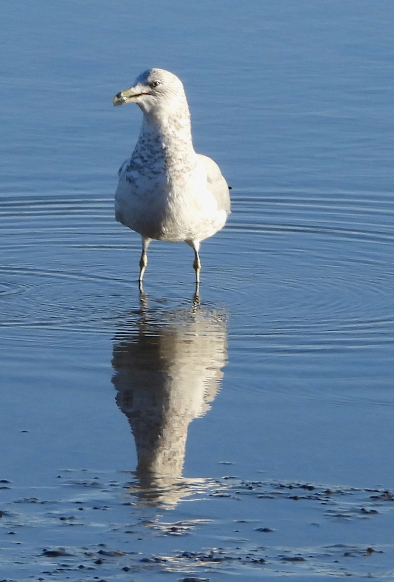 Ring-billed Gull - ML646649938