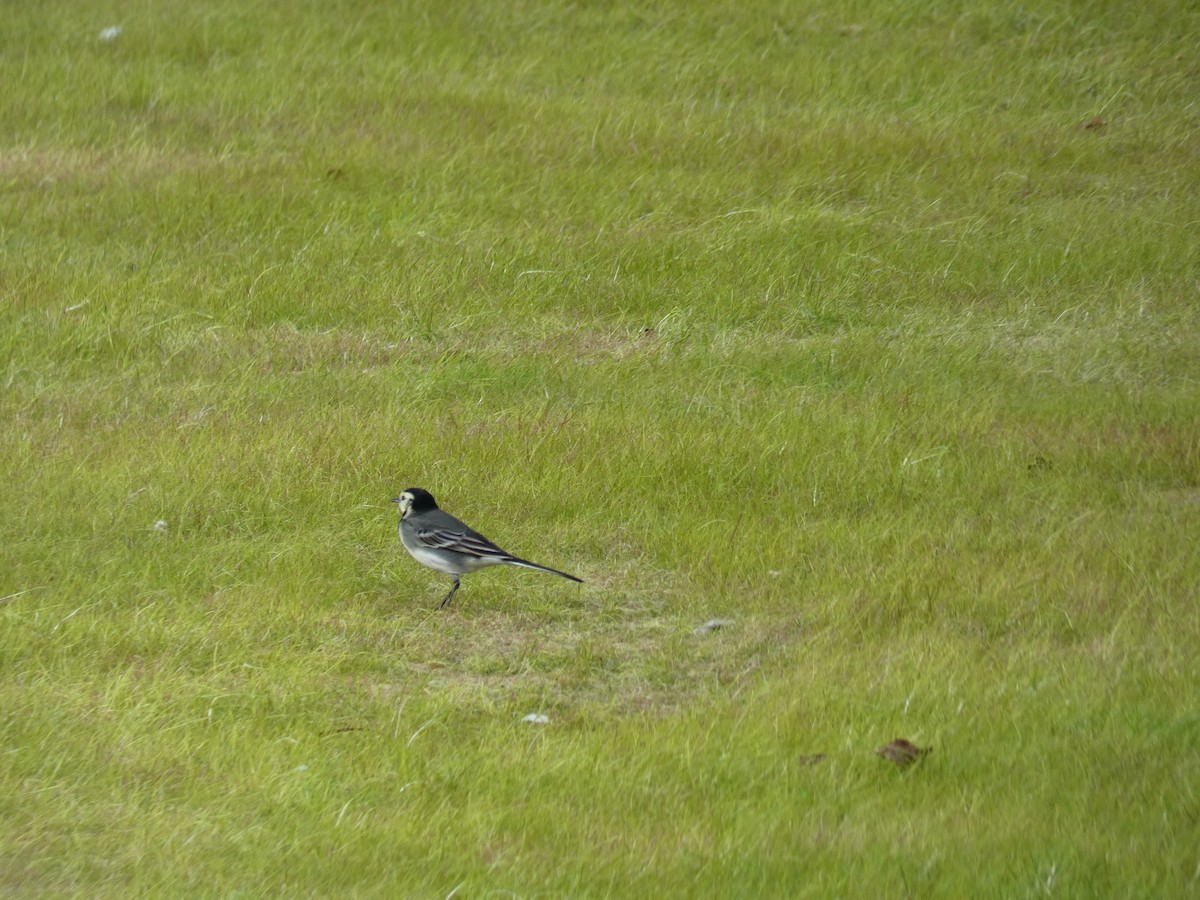 Bergeronnette grise (yarrellii) - ML646649941