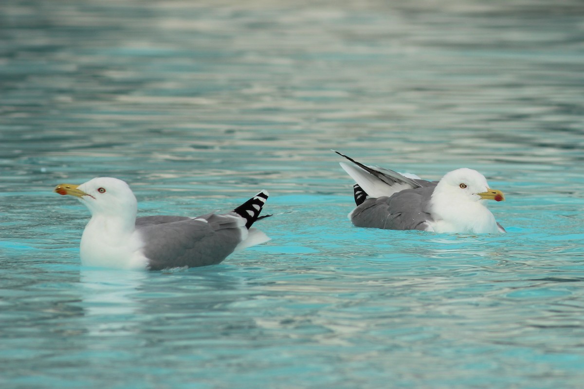 Yellow-legged Gull - ML646649942