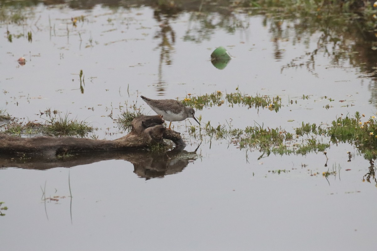 Lesser Yellowlegs - ML646649947