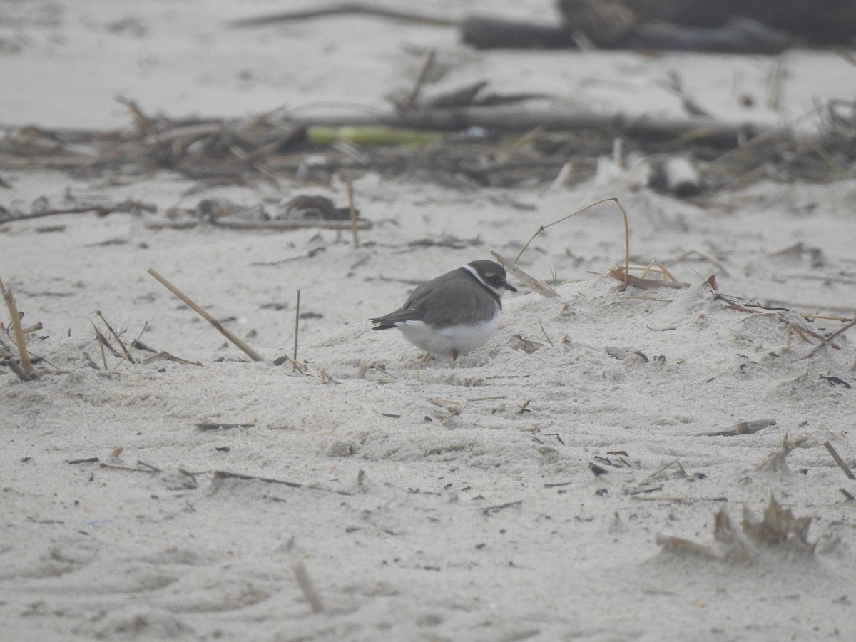 Chorlitejo Grande - ML646649948