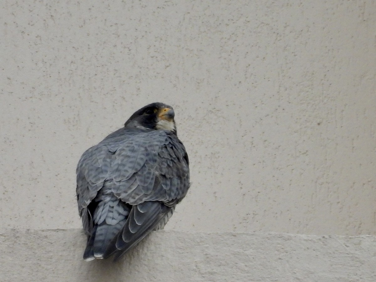 Peregrine Falcon - ML646649951