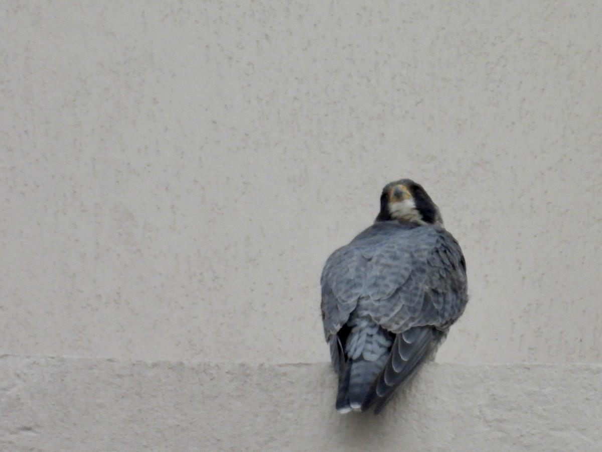 Peregrine Falcon - ML646649952