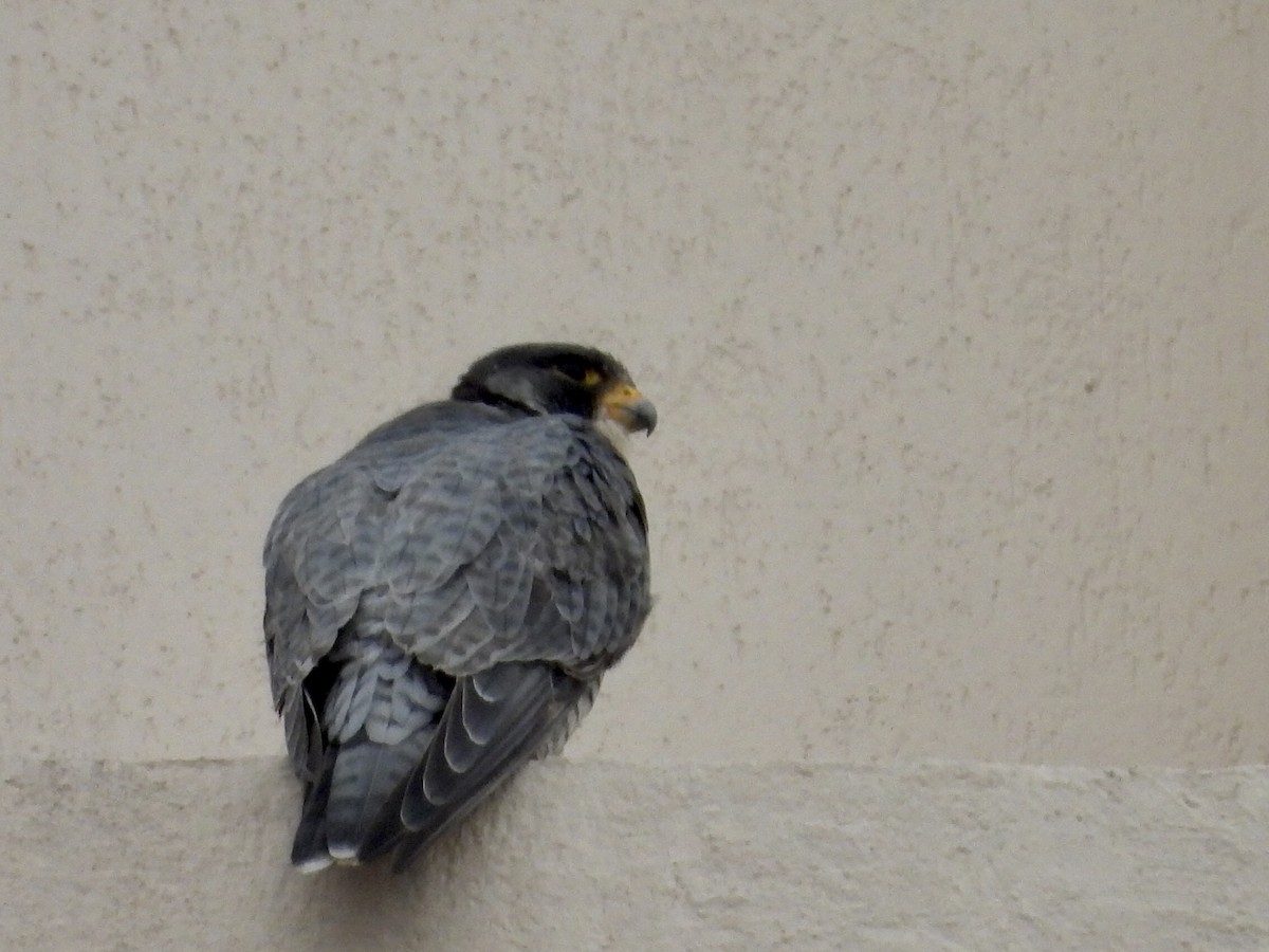 Peregrine Falcon - ML646649953