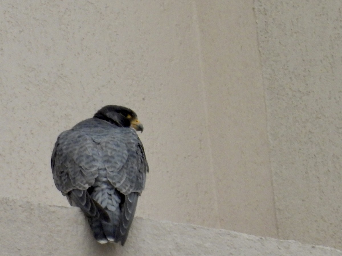 Peregrine Falcon - ML646649954