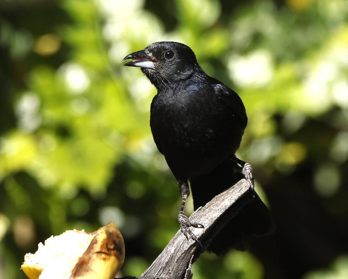 Чёрная танагра - ML646649955