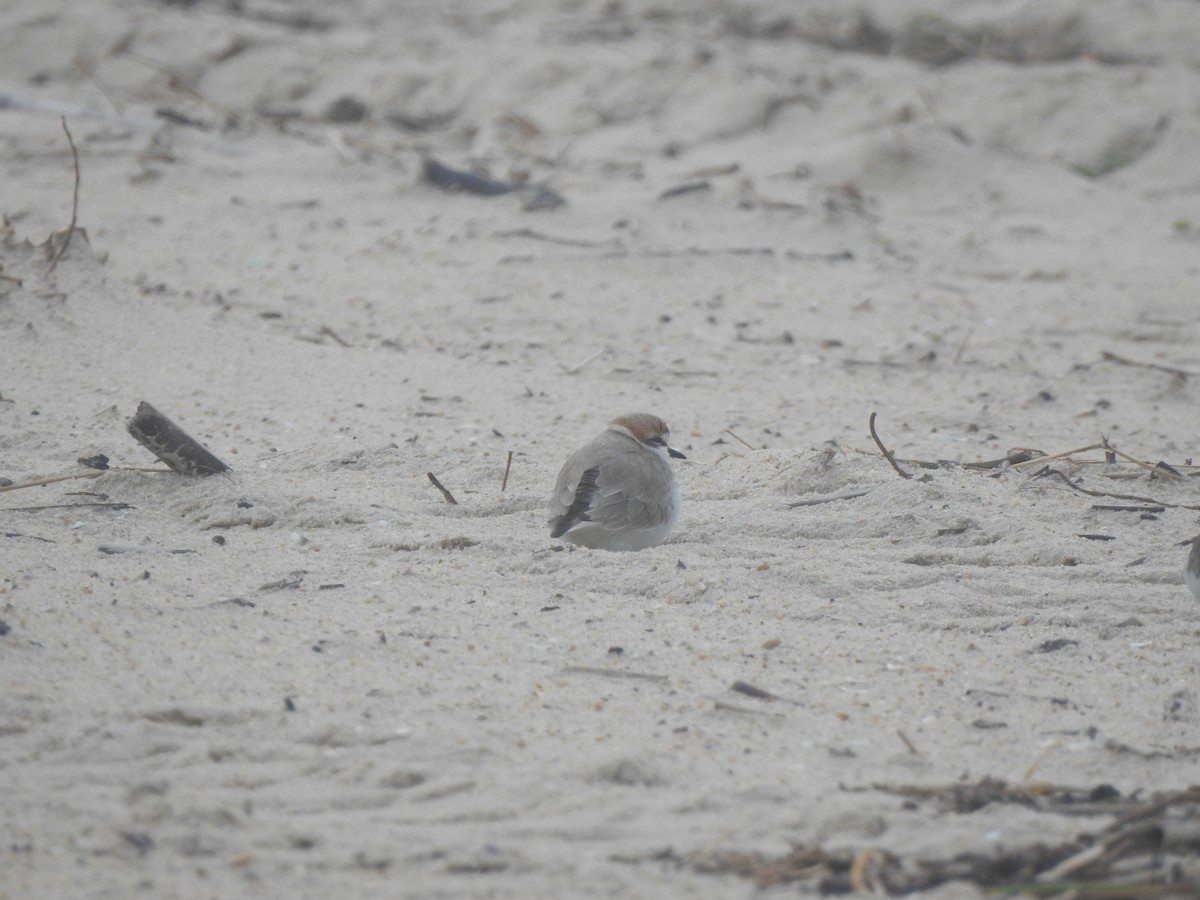 Chorlitejo Patinegro - ML646649960